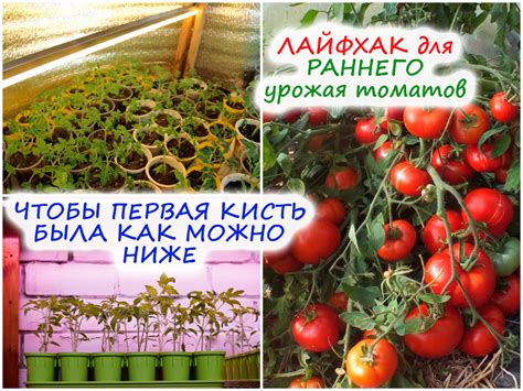 Сколько часов нужно подсвечивать рассаду томатов?