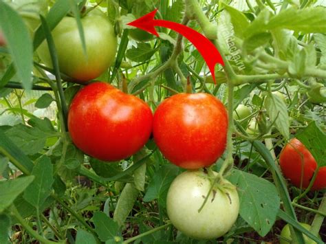 Сколько дней растет плод томата?