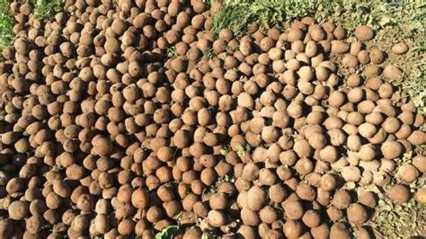 Сколько картошки можно вырастить на одном гектаре земли?