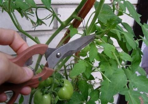 Сколько кистей оставлять на помидорах в открытом грунте?