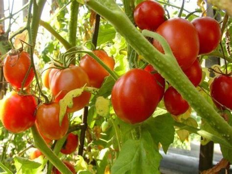 Сколько лет можно выращивать помидоры на одном месте?