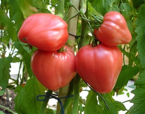 Сколько лет можно хранить семена томатов?