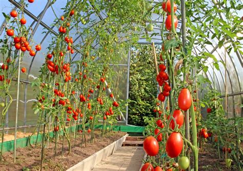 Сколько можно посадить помидоры в теплице 3 на 6?