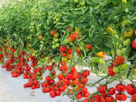 Сколько можно вырастить помидор в теплице?