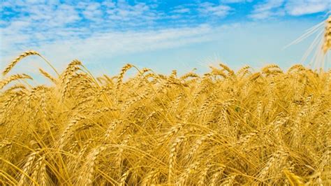 Сколько растет пшеницы на 1 га?