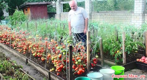 Сколько с куста можно собрать помидор?