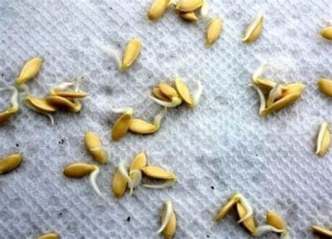 Сколько времени держать семена в солевом растворе?