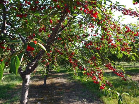 Сколько времени растут фруктовые деревья?
