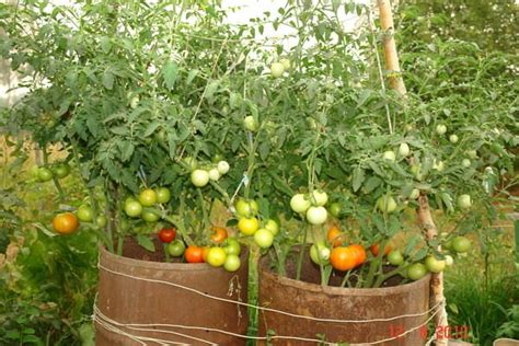 Сколько земли надо для рассады помидор?