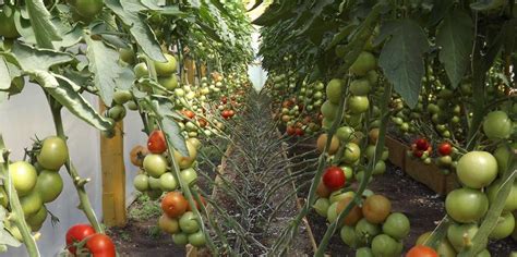 Сколько земли надо на один куст помидор?