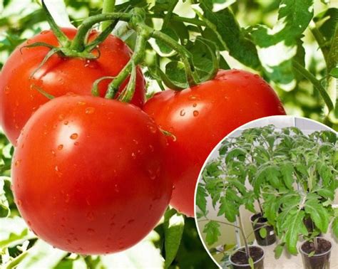 В чем выращивать рассаду помидор?