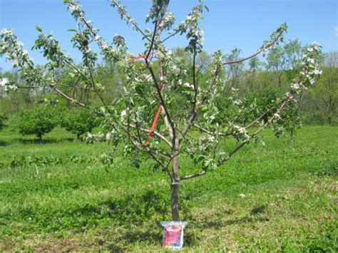 В каком месяце лучше сажать плодовые деревья?