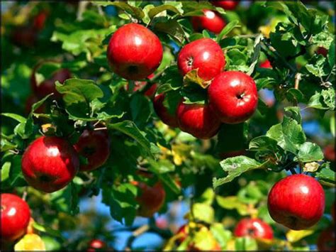 В каком месяце сажать яблони весной?