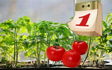 В каком месяце сеять помидоры на рассаду?