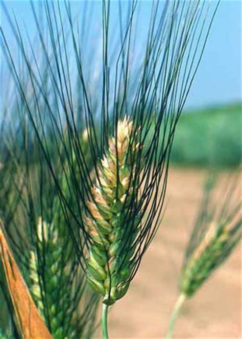 В каком месяце сеют пшеницу?