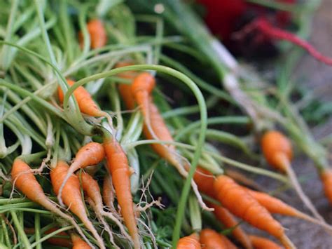 В каком месте лучше сажать морковь?
